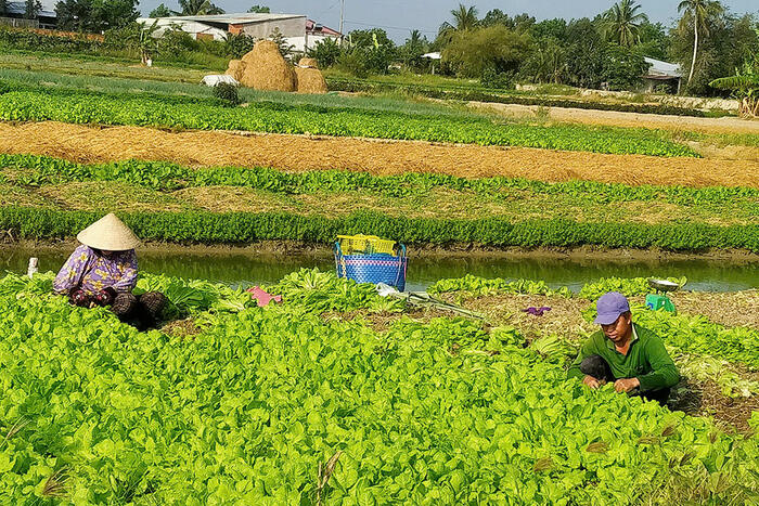 Nguồn cung dồi dào, giá rau giảm